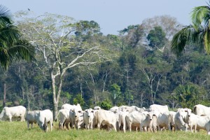 Cattle in the Amazon